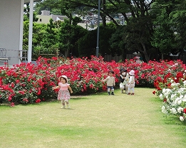 近隣の公園は四季折々の草花に囲まれています