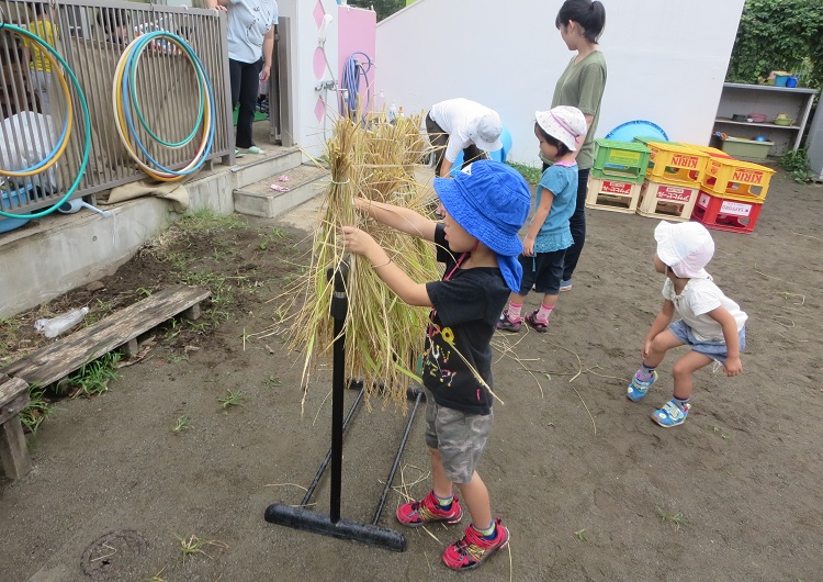 幼児クラスで育てた稲の収穫です。今年は立派に実りました。