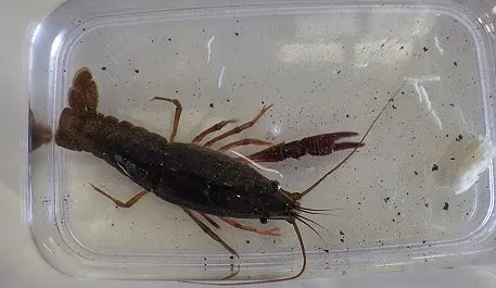 ザリガニさん、ようこそ！ | ベネッセの保育園