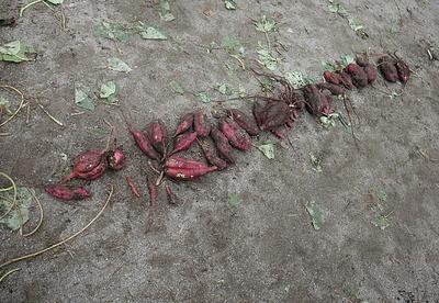 園庭で育てた、さつまいも