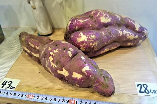 さつまいもほり！