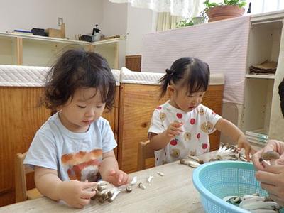 きのこ さきさき