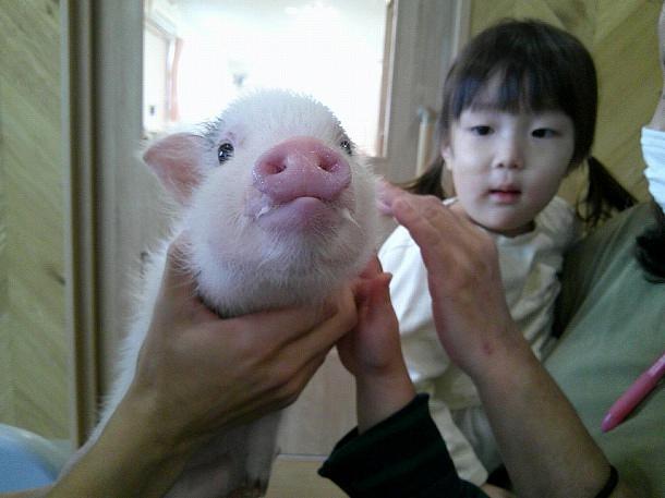 ピッグちゃんとの触れ合い