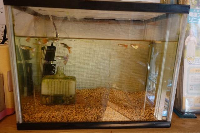 生き物のご紹介