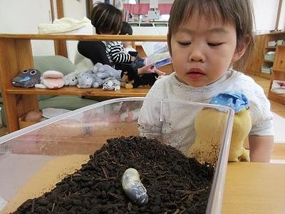 虫の観察
