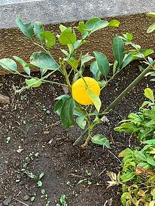 保育事業３０周年記念樹～夏ミカン～