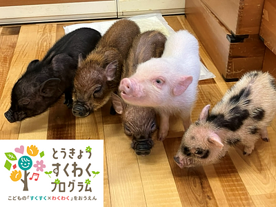 マイクロブタさんと触れ合おう