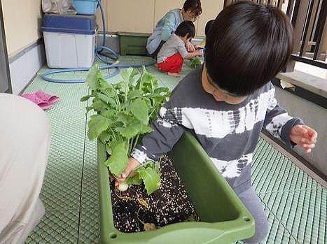 育てたかぶ🫜を食べてみよう！