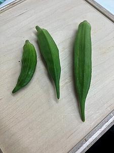 触ってみました！！