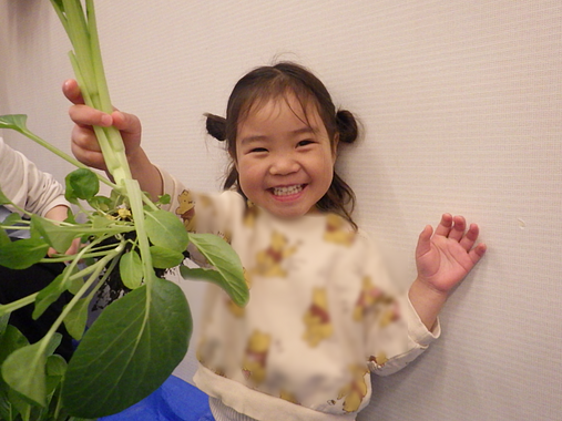 食育「小松菜を収穫して食べてみよう！」