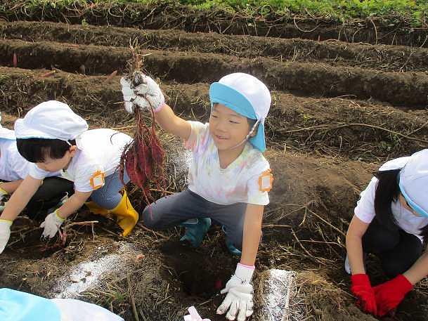お芋ほり遠足