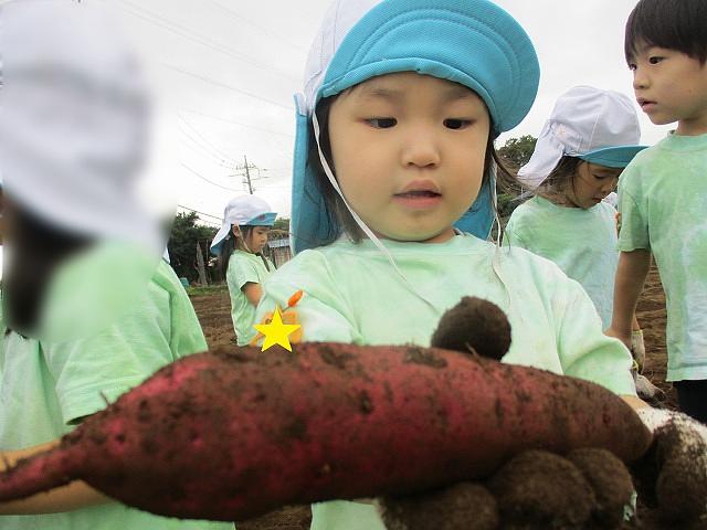 芋ほり遠足