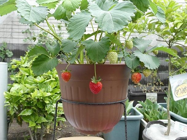 赤くなったよ！