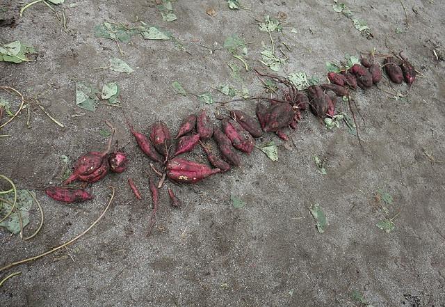 園庭で育てた、さつまいも