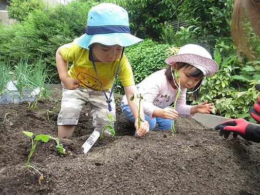 さつまいもの苗植え