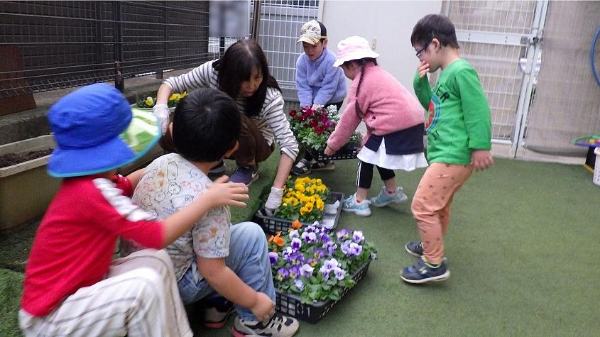 ビオラの苗植え