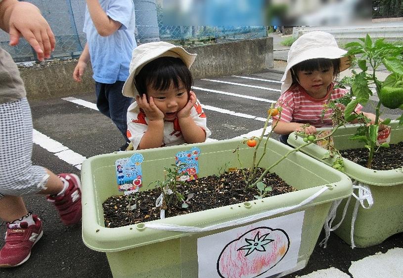 プランター農園、その後・・・