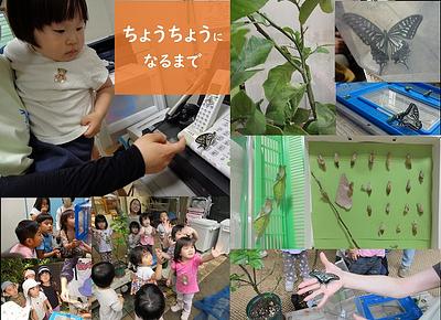 ちょうちょう総集編！？ 生き物は保育者一人分　　　　　　　～実感してます！スタッフの声・・～