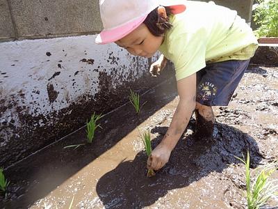 田植え・夏野菜の栽培