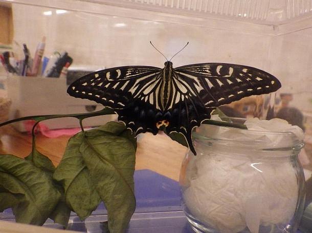 アゲハ蝶🦋さんありがとう！またね！