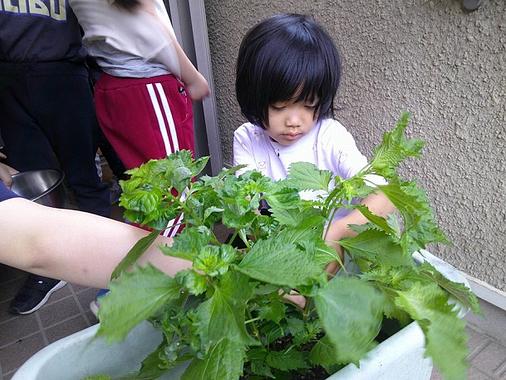 青しそを食べよう！