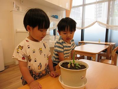 水耕栽培に挑戦！