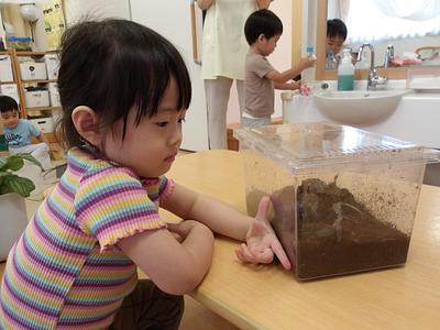 カブトムシとの出会い#020生き物は保育者一人分