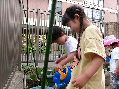 自分たちで野菜を育てるよ