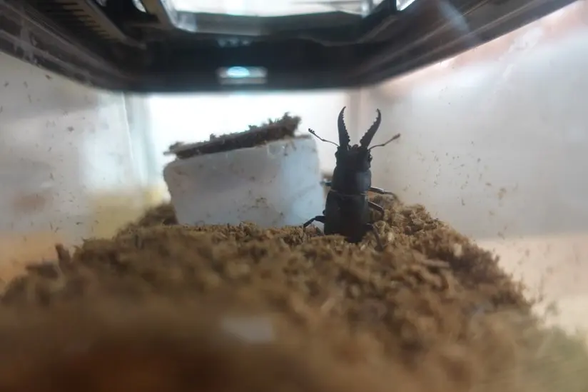 クワガタのごんちゃん【2歳児クラス】☺ | ベネッセの保育園