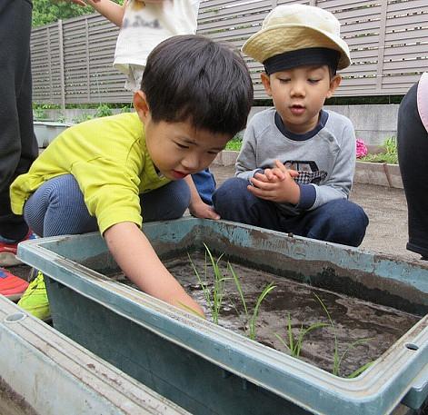 田植えをしてみよう！