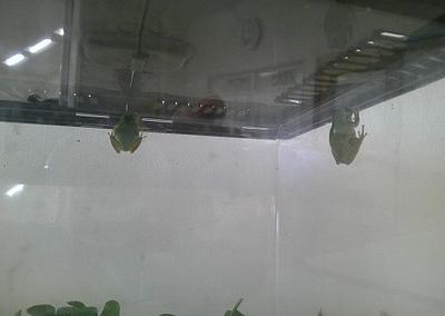 春にやってきたお友達