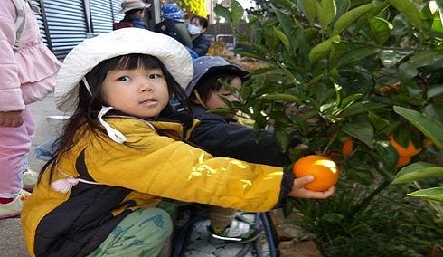 みかん狩り