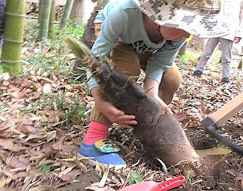 たけのこ堀りをしました。