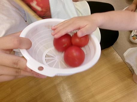 トマト物語第3話『やっと収穫！と思ったら…』