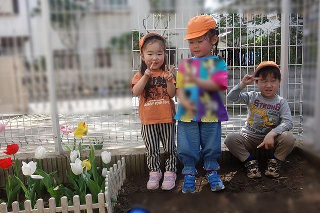 春　チューリップ咲いた　笑顔も咲いた