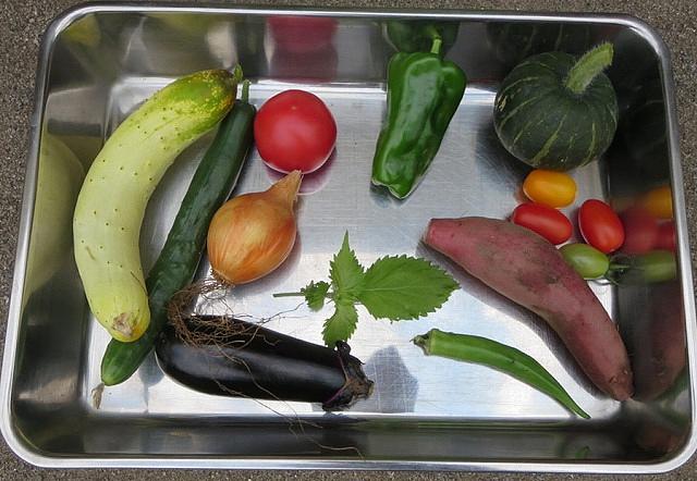 野菜のおなか・西馬込農園①