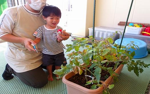 みんなで育てたトマトを食べてみよう！