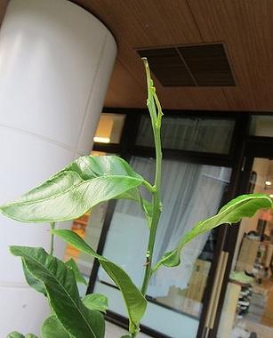 アゲハ蝶の旅立ち