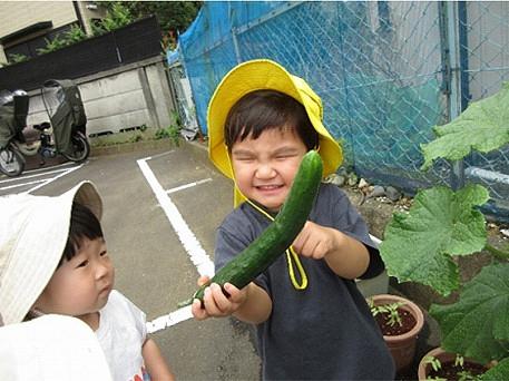 夏の収穫