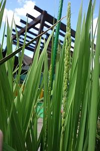 お米を作って食べてみよう