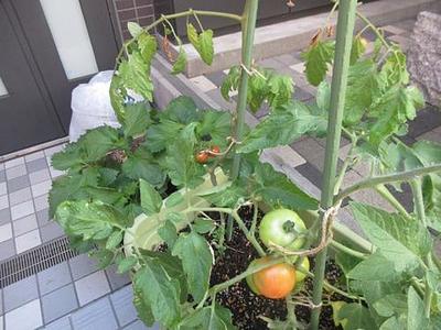 トマトがなったよ🍅