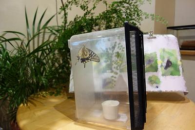 アゲハ蝶が生まれたよ