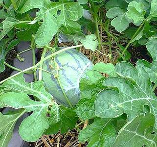 野菜の栽培