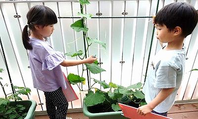 夏野菜の観察