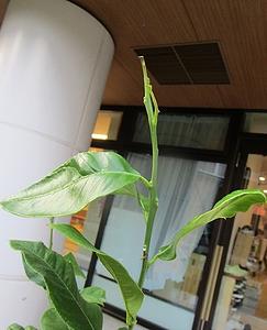アゲハ蝶の旅立ち