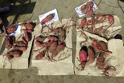 さつまいも収穫祭 ②