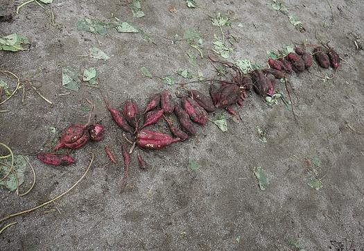 園庭で育てた、さつまいも