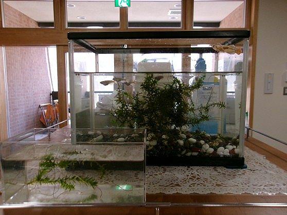 生き物は保育者1人分