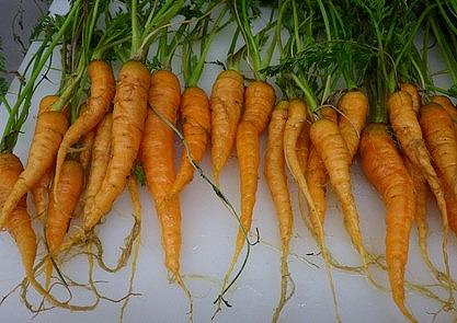 にんじん収穫祭！にんにん🥕