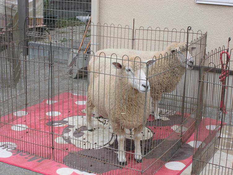 移動動物園はこどもたちが楽しみにしているイベントです。